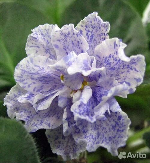 Фиалка набор