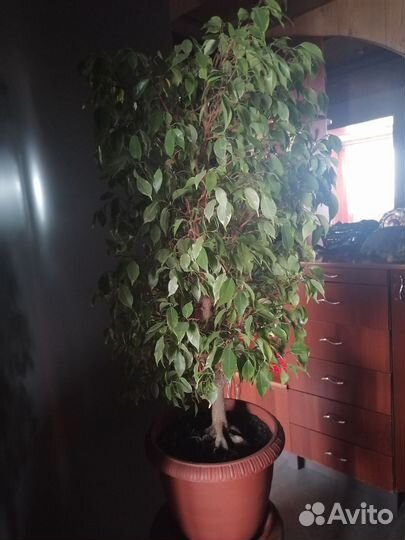 Фикус бенджамина большой