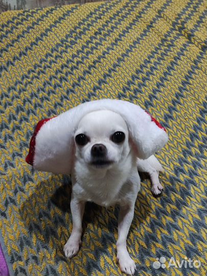 Вязка собак чихуахуа