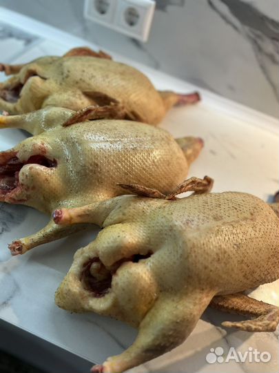 Утка домашняя мясо