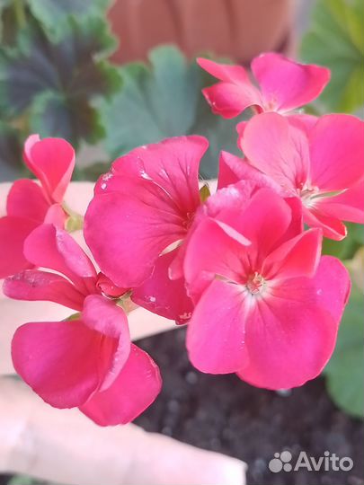 Пеларгония герань зональная