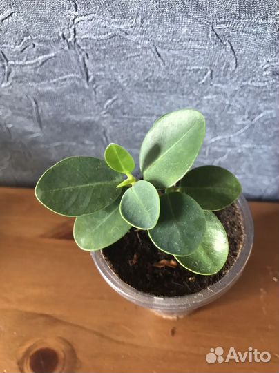 Фикусы разные сорта