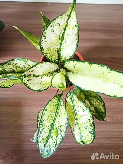 Сортовые аглаонемы