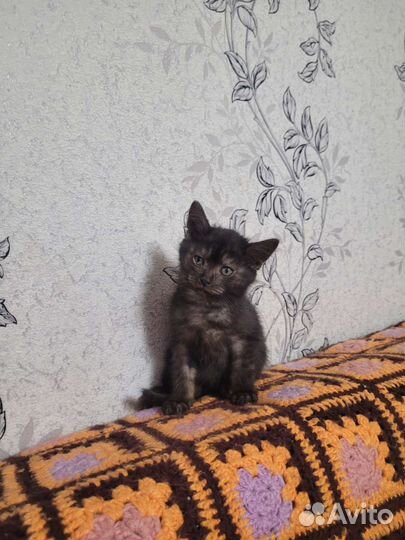 Отдам котика в добрые руки