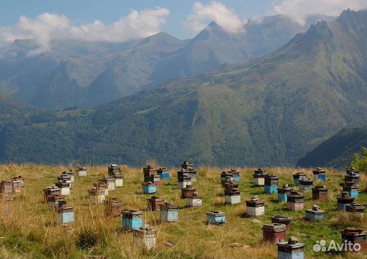Мед,Алтайский