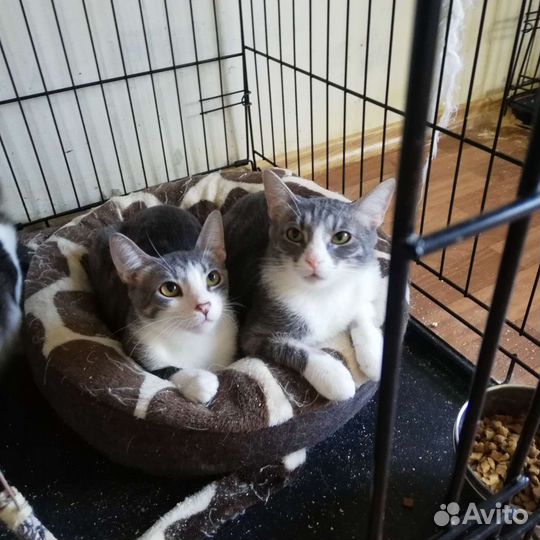 Эгейские кошки