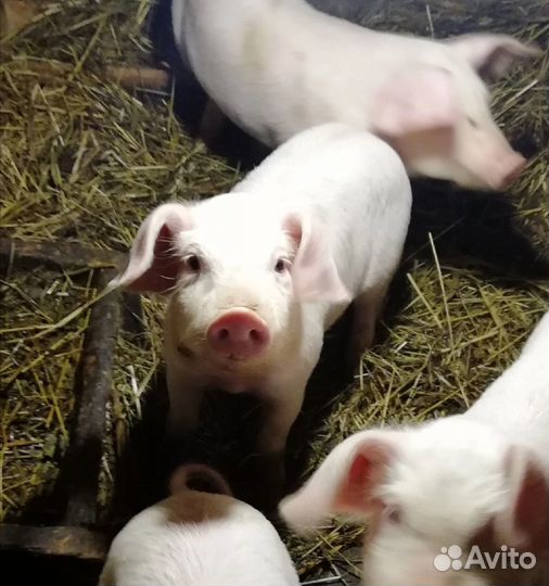 Поросята белые