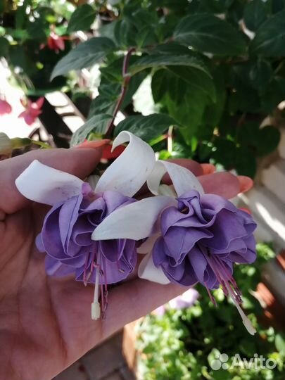 Фуксия цветы