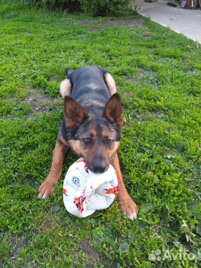 Немецкая овчарка