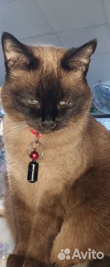 Тайская кошка