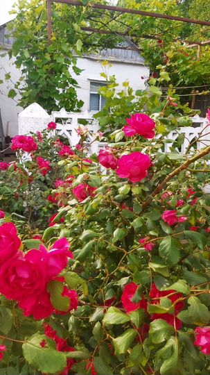 Дом 35 м² на участке 11 сот.