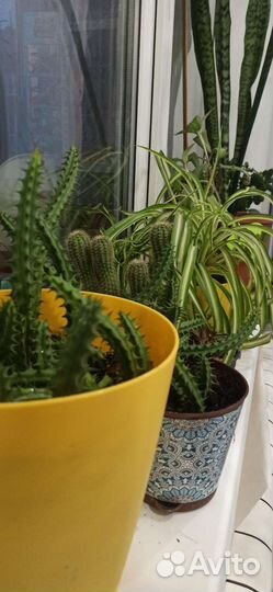 Комнатные цветы