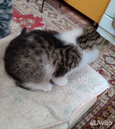 Котенок 2 месяца