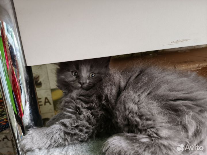 Котенок мейн-кун