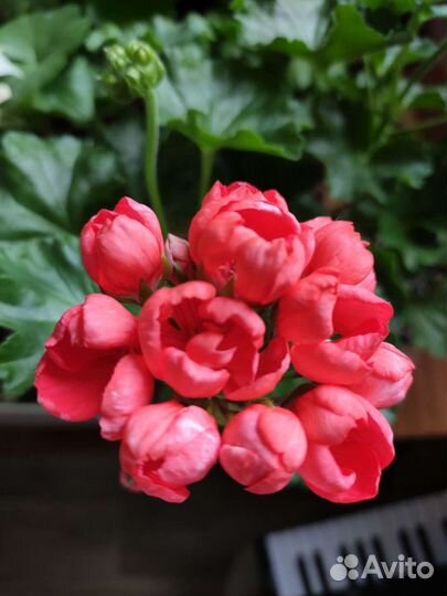 Герань пеларгония тюльпановидная