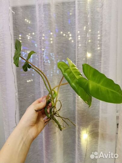 Филодендрон Бурле Маркс