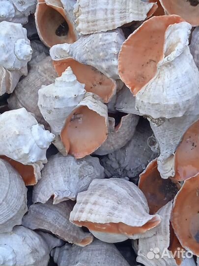 Морские ракушки раковины