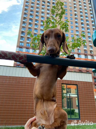 Кроличья такса случка вязка