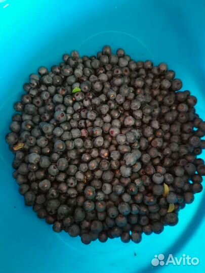 Черника свежая