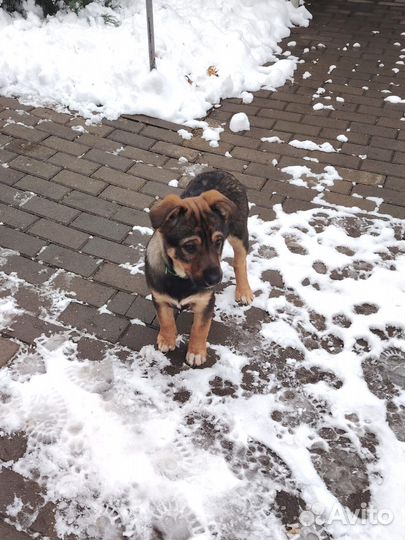 Супер девочка Найда ищет дом