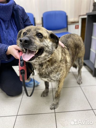 Тиграша ждет маму