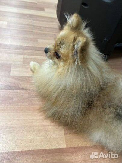 Померанский шпиц мальчик