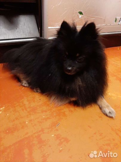 Щенки шпица в добрые руки