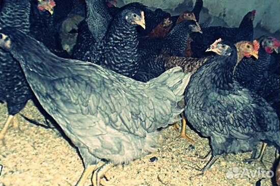 Мулаты, 1 месяц