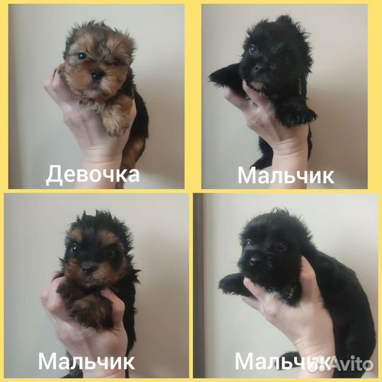 Йоркширский терьер щенки