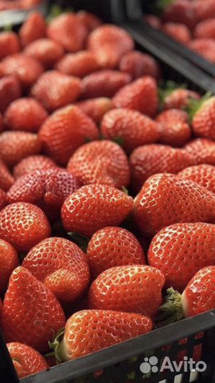 Саженцы клубники Идеальные сорта для сада