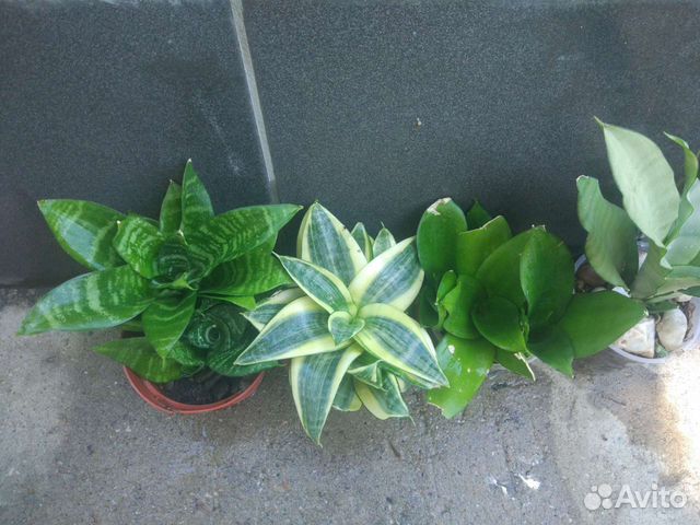 Сансевьерия, щучий хвост, тещин язык