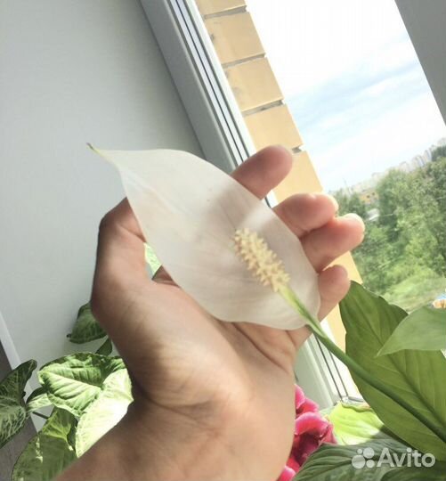 Пеперомии, спатифилум, аихризон