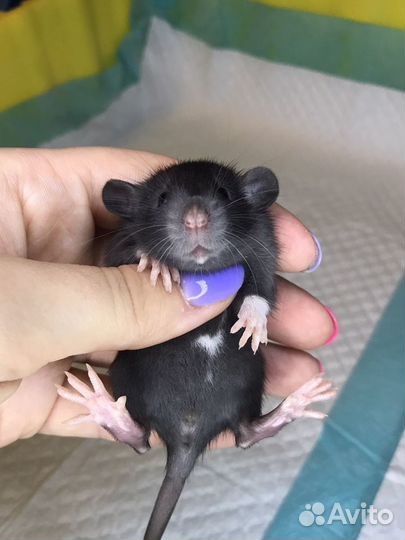 Чёрная Краса Дамбо самочка