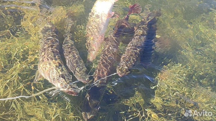 Отдых Рыбалка и Охота