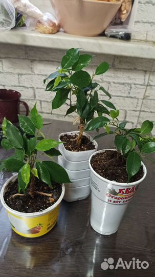 Фикус бенджамина экзотика