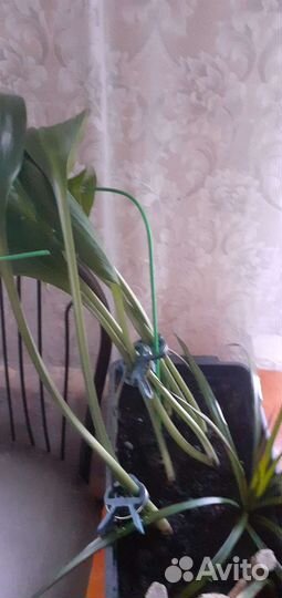 Эухарис(амазонская лилия)