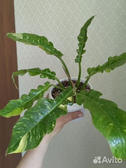 Филодендрон ring оф фаер