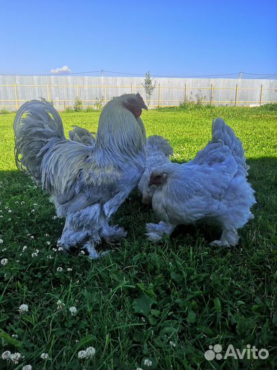 Цыплята и куры брама