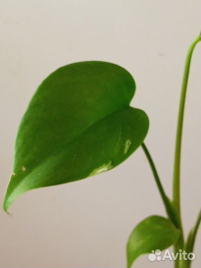 Монстера вариегатная сплеш