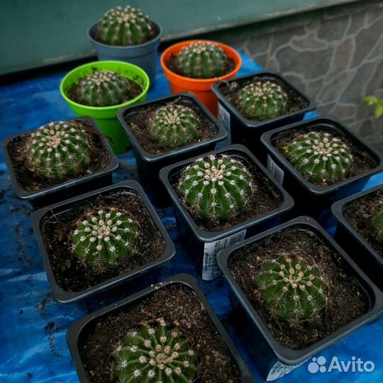 Эхинопсис Эрье (Echinopsis eyriesii)