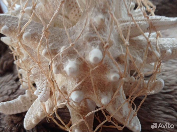 Морская звезда