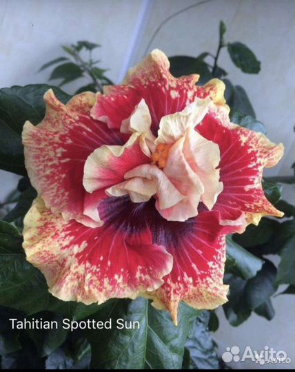 Сортовые гибискусы 2