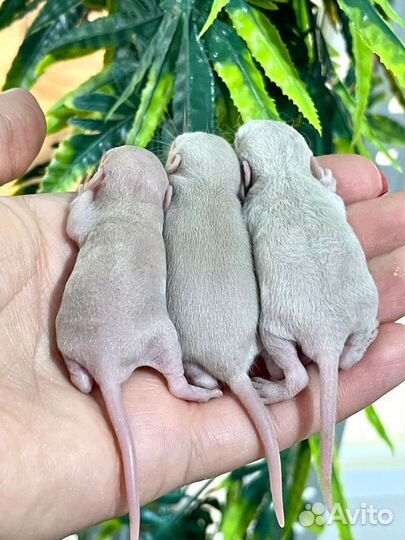 Крысята дамбо Рекс