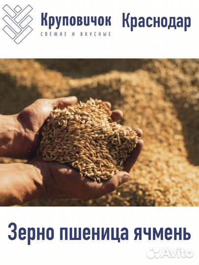 Зерно пшеница ячмень