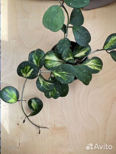 Хойи сортовые