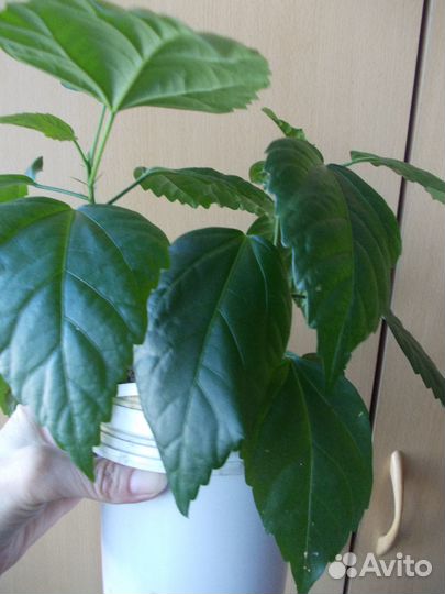 Продам лиану (сциндапсус) и другие цветы