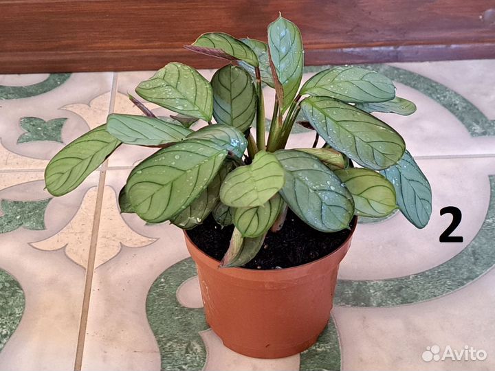 Комнатняые растения. Ктенанта Бурле Маркси