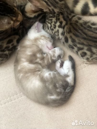 Бенгальский котик