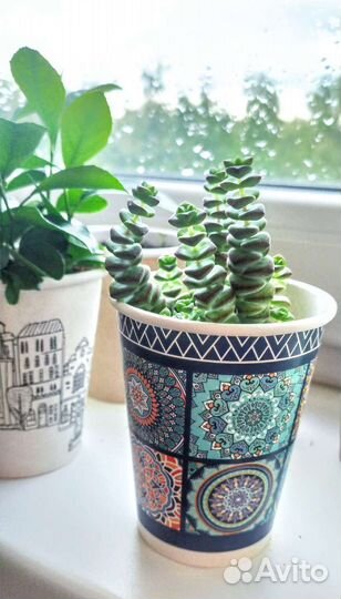 Комнатные растения