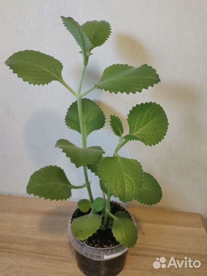 Комнатная мята